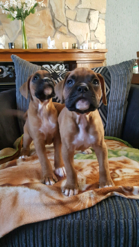 gumtree boxer puppies for sale